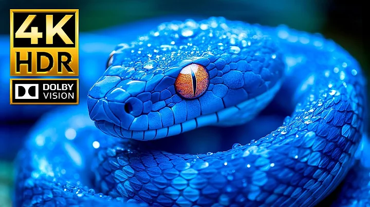 The Ultimate Paradise of 4K ANIMAL Videos | Dolby Vision HDR 4K 120fps