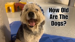 Dog Daycare Vlog #6 | Let’s See How Old Dogs Are at Dog Daycare!