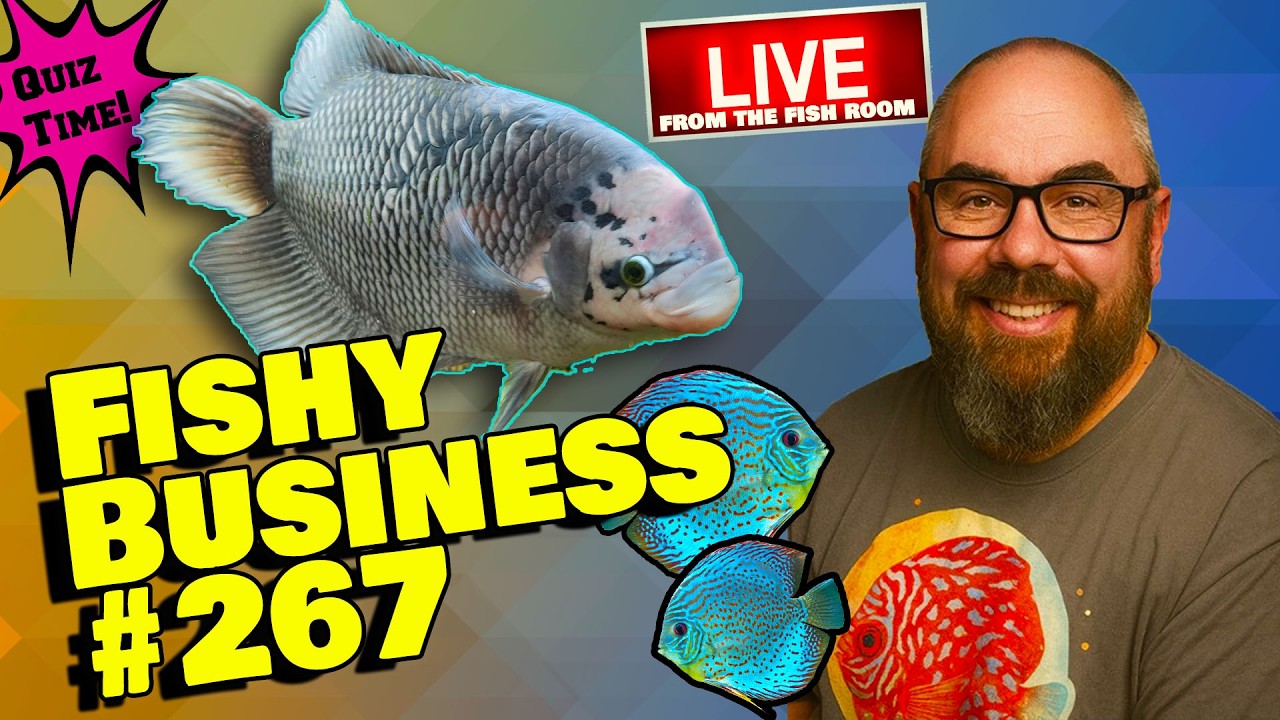 Friday Night Live! -  Fishy Business #267