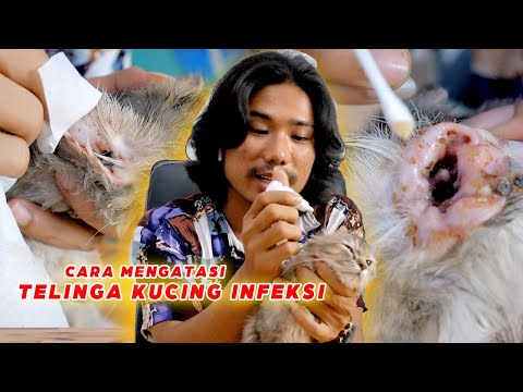 Video: Masalah Telinga Kucing