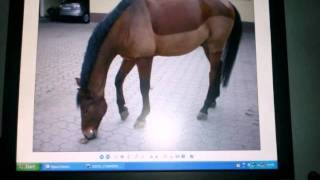 Trakehner In Troisdorf