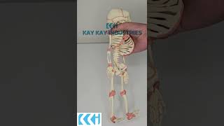 Kay Kay Industries || KKI-1224 Fetus Skeleton