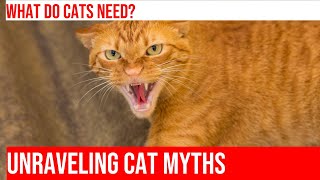 Debunking Common Myths About Cats: Get the Facts!
