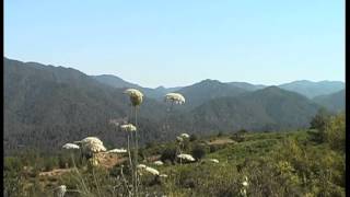 At the nest of Bonelli's eagle