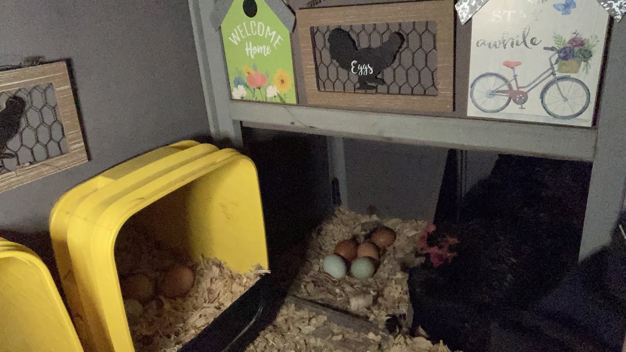 Chicken Hen Nesting Box -Broody Hen Livestream - YouTube