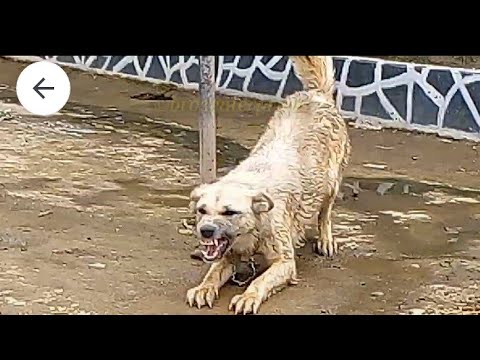 Thomas Orlesnande Ft Kaanani D M P Nyansurura Song Umbwa Mkali