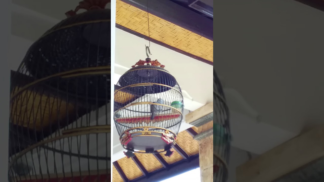 Perkutut Lokal Bali Gacor Kak Udang Edan Menantang Lawan