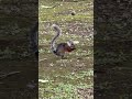 Variegated Squirrel Munch, Munch #squirrels #costarica
