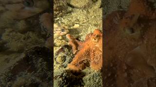 Octopus just wanted a friend, but the fish was not interested.
Octopus just wanted a friend, but the fish was not interested. Octopus just wanted a friend, but the fish was not interested.
