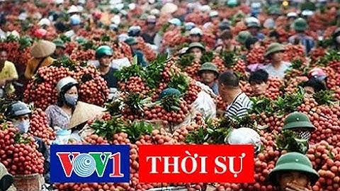 Vải thiều và bài toán tiêu thụ nông sản