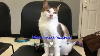 SoHumane - Meet Sasha - Animal ID 33027072