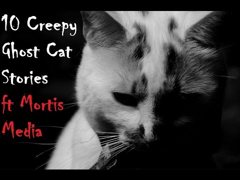 10 Creepy Ghost Cat Stories ft Mortis Media 