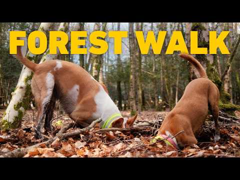 🎹 🔴 TV For Dogs To Watch 24/7 🌲 Virtual Dog Walk through Ancient Woodland 🐕 Classical Piano Musi