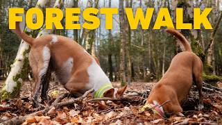 🎹 🔴 TV For Dogs To Watch 24/7 🌲 Virtual Dog Walk through Ancient Woodland 🐕 Classical Piano Musi