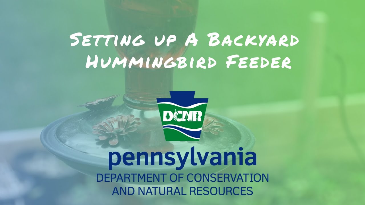 Setting Up a Backyard Hummingbird Feeder - YouTube