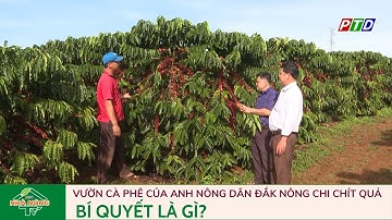 Vườn cà phê của anh nông dân Đắk Nông chi chít quả. Bí quyết là gì?
