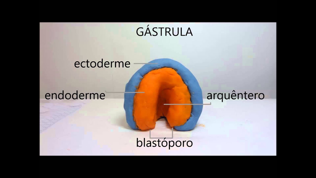 Fases da Embriogênese