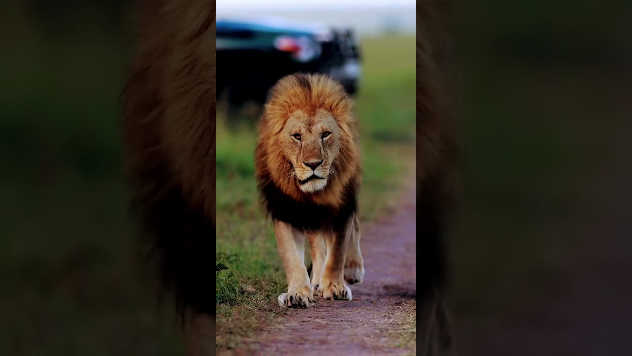 lion walk,midnight lion walk,lions,lion walk cycle,walk cycle,walk,kshmr midnight lion walk