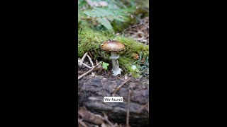 Amanita pantherina