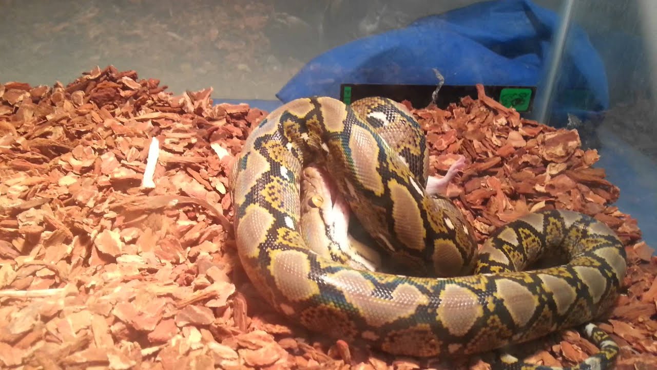 Normal Reticulated Python feed , 영원 20150812 - YouTube