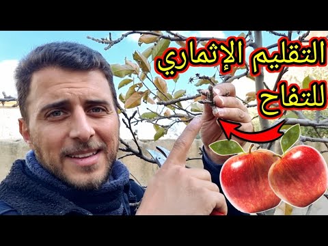 فيديو: تقليم شجرة التفاح - تعلم كيف ومتى تقليم أشجار التفاح