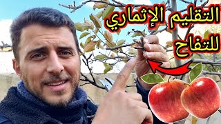 تقليم التفاح بطريقة علمية هندسية للحصول على إثمار جيد وكثيف !🍎🍅