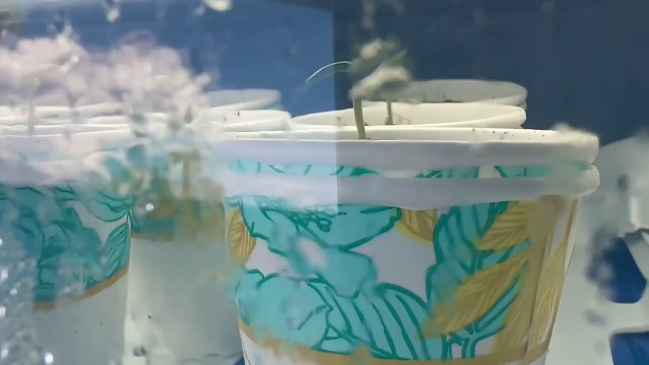 Purple City Genetics AutoFlower Run Day 2