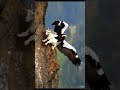 Shaheen# eagle 🦅 #attack on goat #Short video #falcon