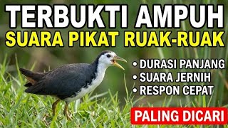 TERBUKTI‼️ Suara Pikat Ruak-Ruak Durasi Panjang - Paling Dicari