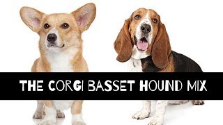 corgi basset mix