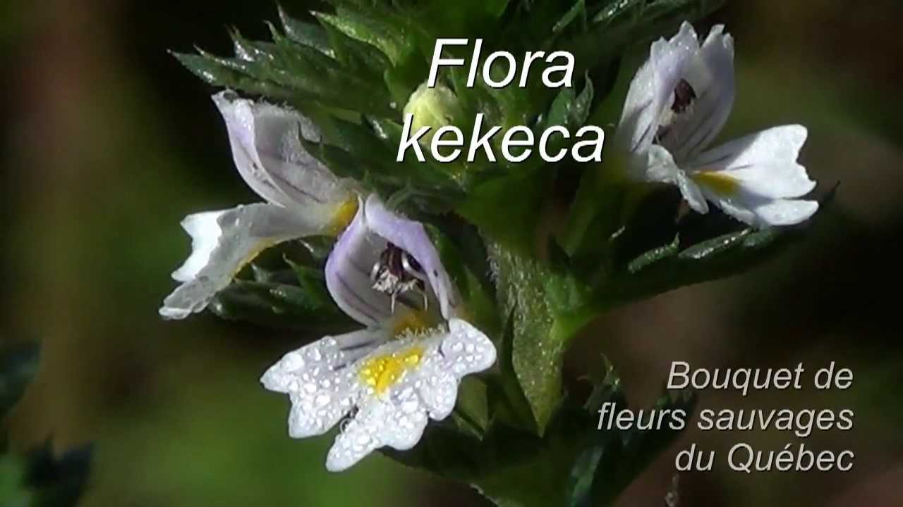 Fleurs Sauvages Du Quebec Aout Youtube