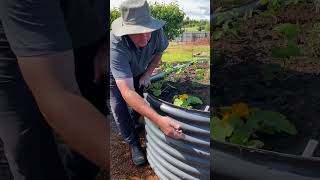 How To Maximise Growing Space in Raised Garden Beds | Top Tip #shorts