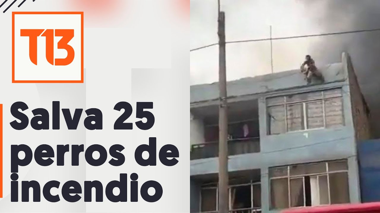Hombre en situación de calle salva a 25 perros de un incendio - YouTube