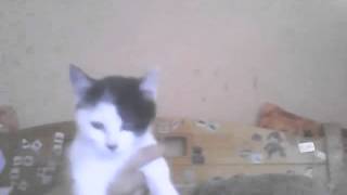 Capture 20140404