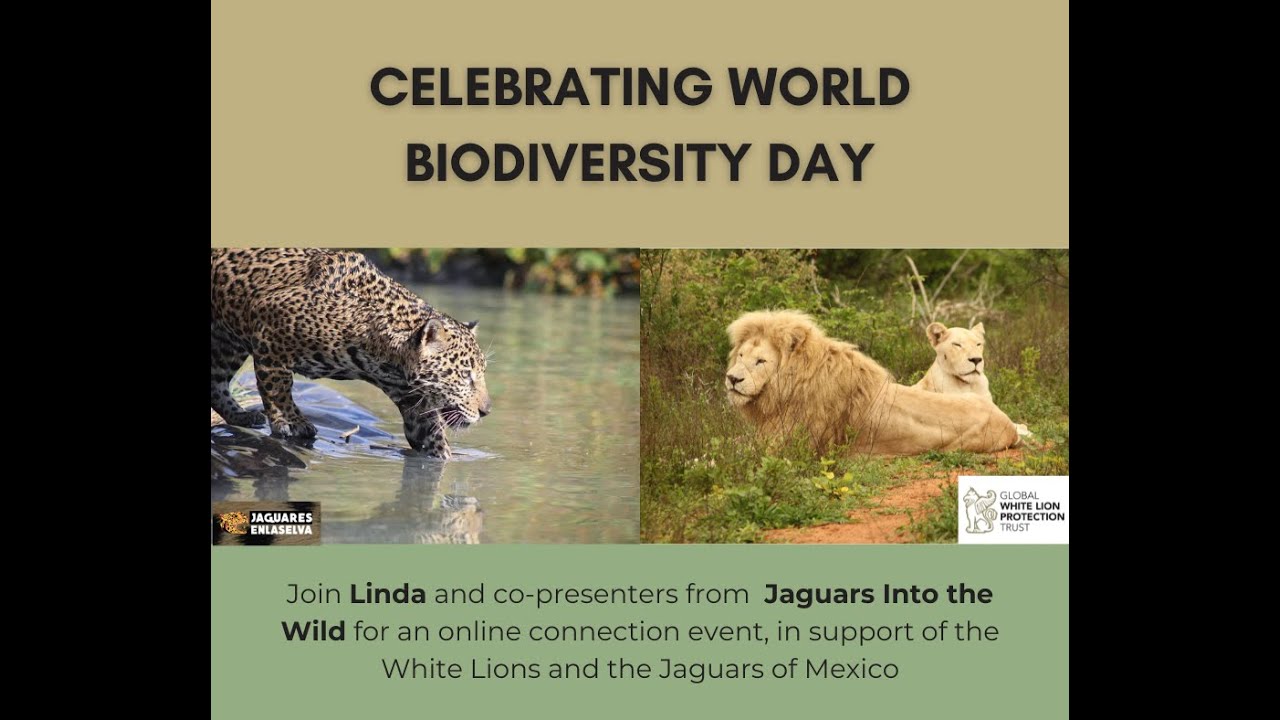 Celebrating World Biodiversity Day with the White Lions and Jaguars of Mexico