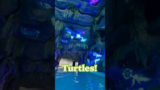 Float along the Wandering River at Great Tides Waterpark! Norwegian Cruise Line’s water park!