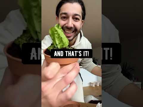 Videó: Tudjon meg többet a nagyvénás saláta vírusról: A saláta felismerése a nagyvénás saláta vírussal