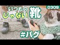 【優れモノの犬用靴】いつものじゃない靴を履いたパグ犬小虎 Hurtta(フルッタ) 퍼그 Pug[パグログ-0309]