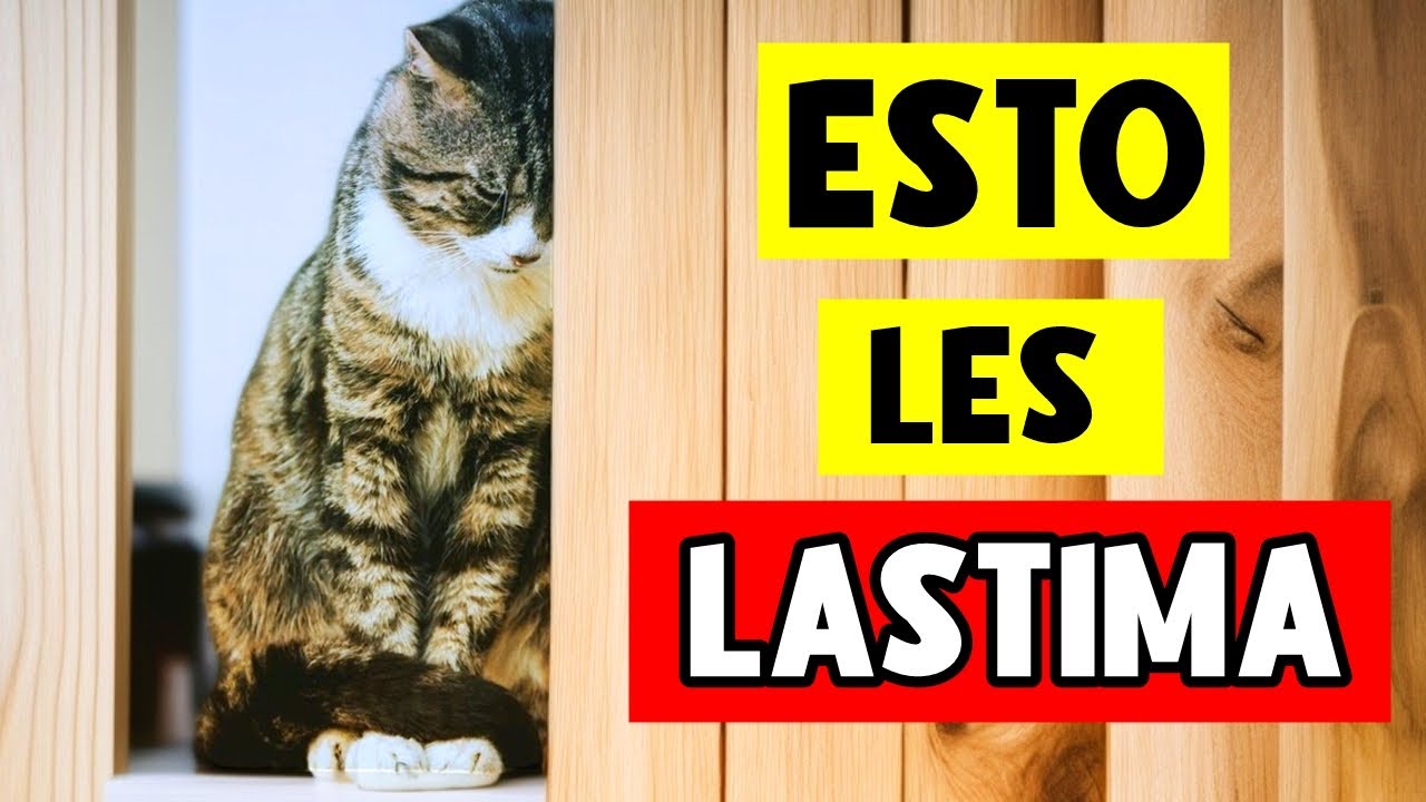 Estas cosas cotidianas LASTIMAN los sentimientos de tu gato 😿