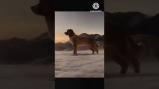 Buck x Spitz (The Call of the Wild)