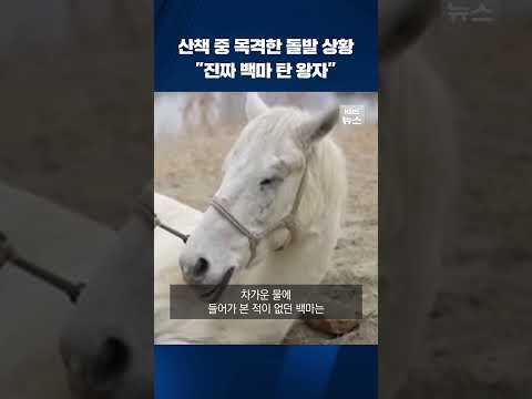 산책 중 목격한 돌발 상황…&amp;quot;<strong>백마</strong> 탄 왕자가 나타났다&amp;quot; #shorts / KBS
