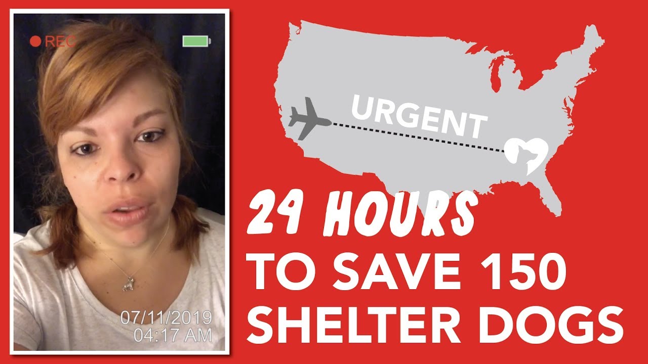 URGENT RESCUE MISSION: Saving 150 Dogs from Hurricane Barry