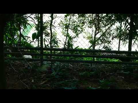 I Found Chickens! Part 24 | The First White Rooster!