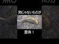 魚じゃないものが豊漁!#shorts