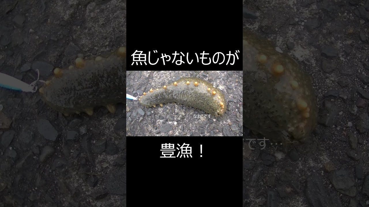 魚じゃないものが豊漁!#shorts