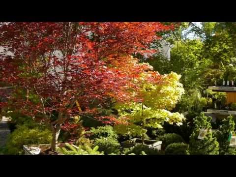 Video: Japanese Maple