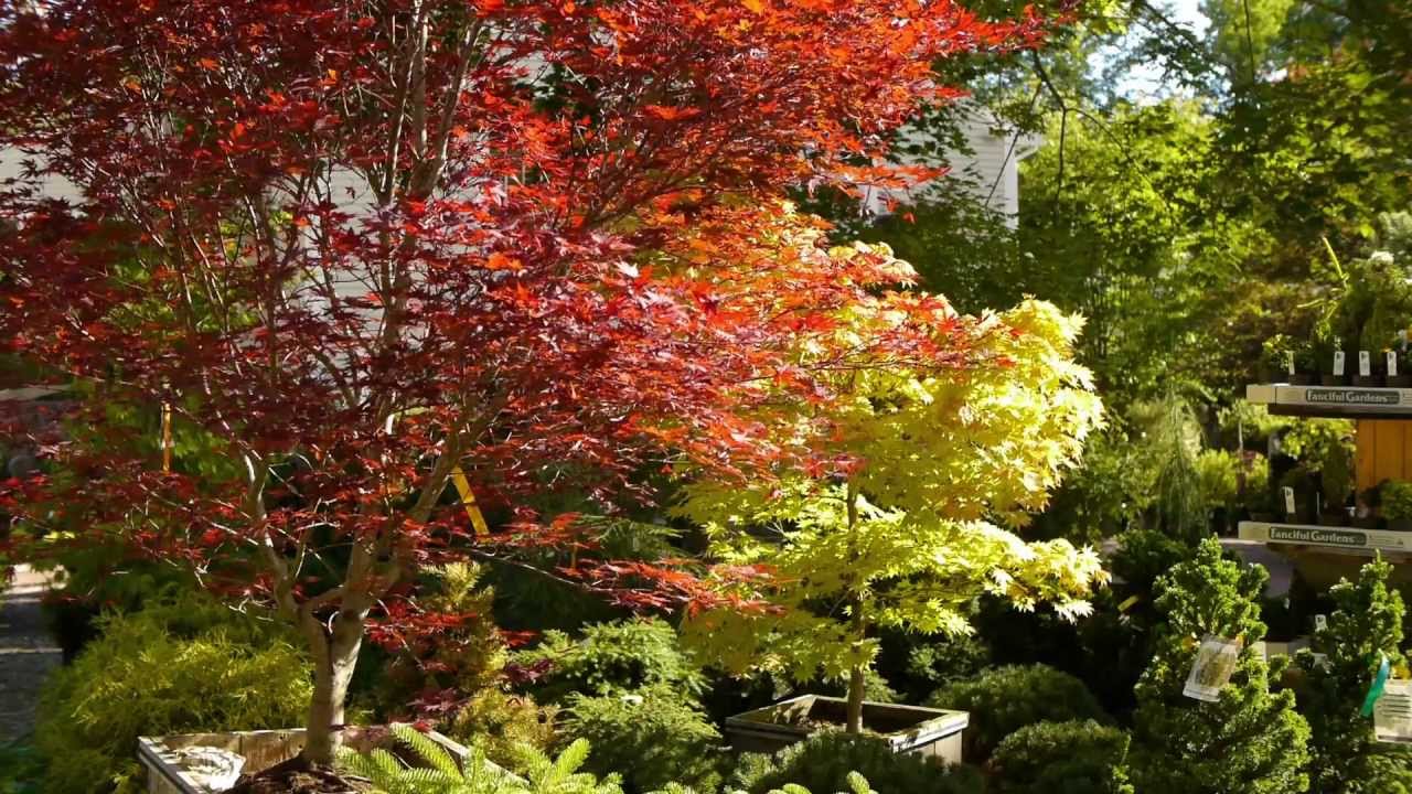How To Choose A Japanese Maple Such As Fire Glow \U0026 Autumn Moon!