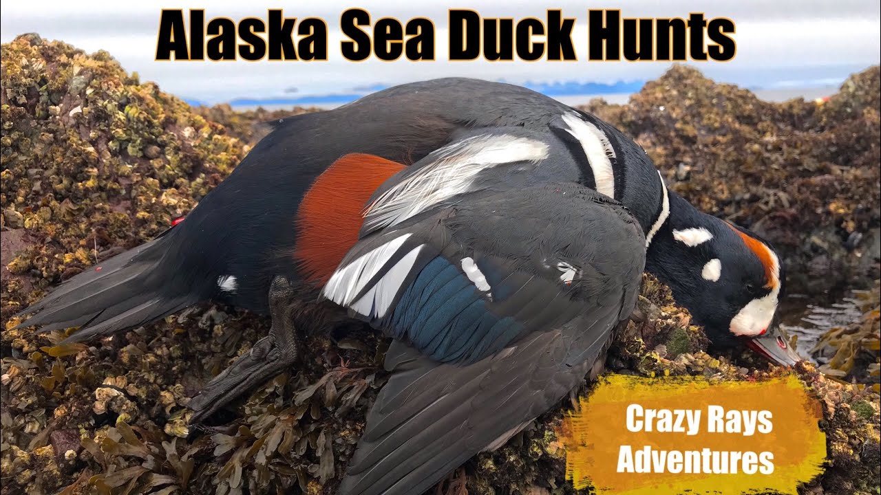 Alaska Sea Duck Hunting for Harlequin and Barrows Goldeneye's 