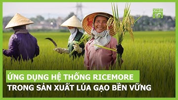 Ứng dụng hệ thống Ricemore trong sản xuất lúa gạo bền vững | VTC16