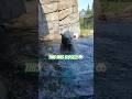 Close Encounter with the Polar Bear! What a Show! #polarbear #zoo #closeencounters